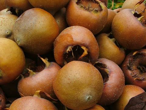 The Medlar has an ability to excite the uterus and stimulate the elasticity.