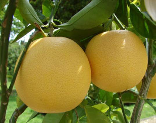 Extract pomelo’s mucilage to lose weight