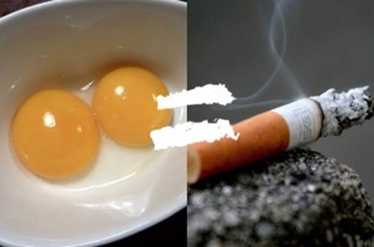 Eating yolks accelerates the risk of atherosclerosis as high as smoking cigarettes.