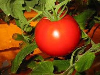 Tomato helps prevent endometrial, lungs, prostate, and stomach cancer.