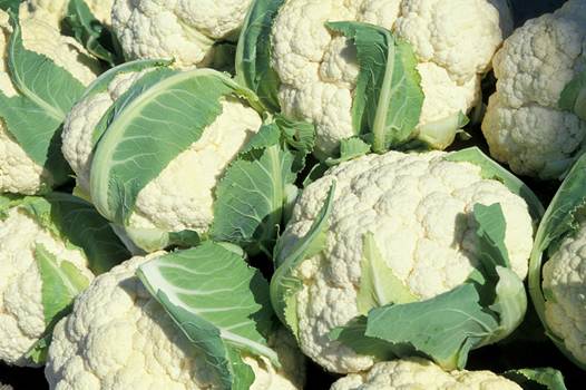 Description: Cauliflower is not good for people who have stomachache and diarrhea.