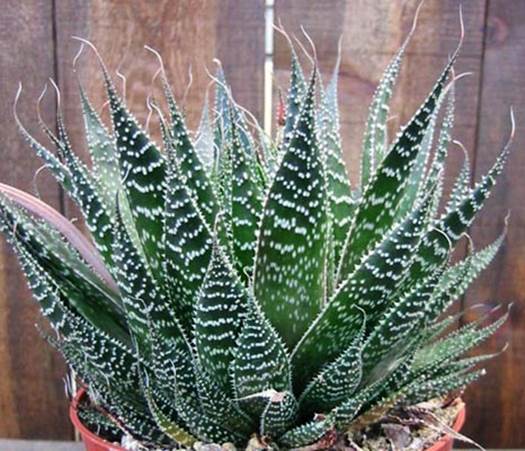 The expert also suggests that pregnant women should grow aloe and cactus at home.