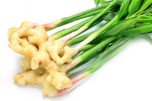 Description: Ginger has many good effects on treating illness.