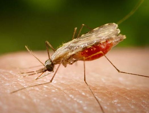 Description: Malaria is caused by an infection with a mosquito-borne parasite that is able to infect red blood cells. 