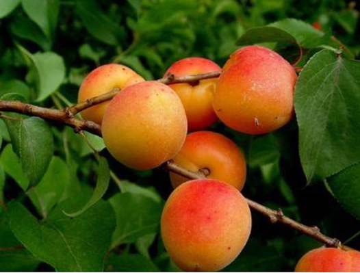 Description: Apricot, one of the best fruits for constipation