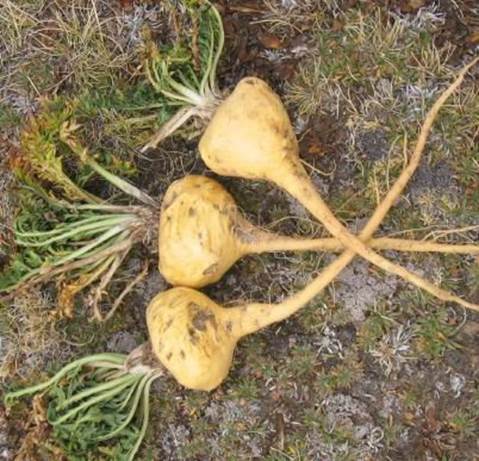 Description: Maca is the root of the maca plant having a radish-like shape, a plant found in South America.