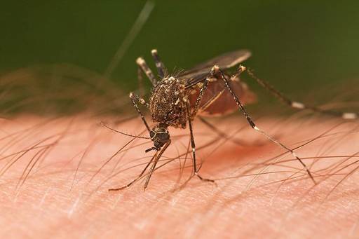 Description: Some mosquito species bring along malaria and other harmful gems in some high-risk areas in the world.
