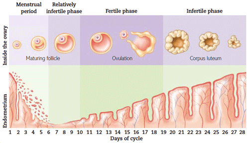 Pregnancy Day By Day Chart