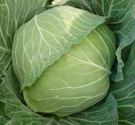 Head cabbage has sweet taste, cool feature.