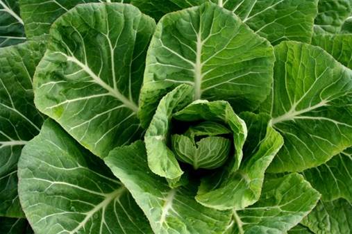 Green vegetables have plenty of vitamin A.