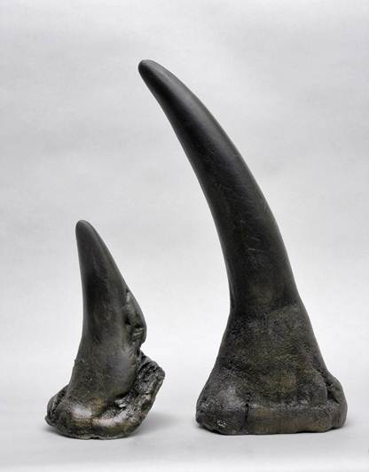 Description: Rhino Horn