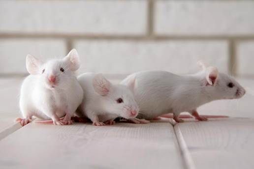 The scientists from The McMaster University (Canada) and The Cork University (Ireland) made a series of behavior tests on mice.