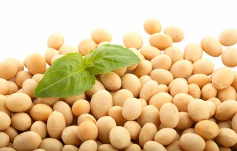 Soybean is very useful for human body.