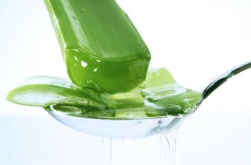 Aloe can cause miscarriage.