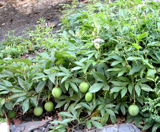 Description: Passiflora Incarnata