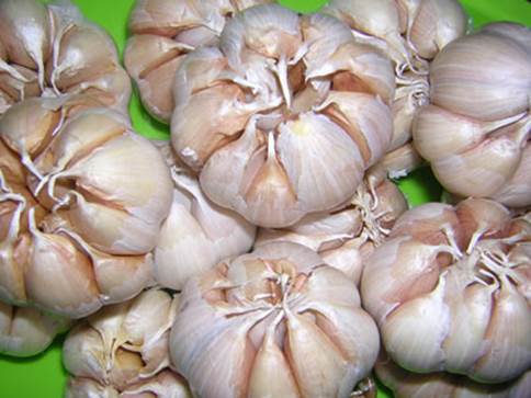 Eating garlic will be very useful for pregnant women in curing flu.