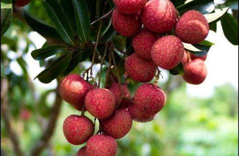 Litchi isn’t good for pregnant women that used to catch diabetes as well as overweight.