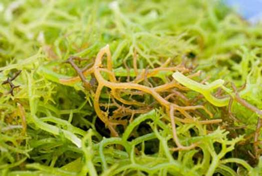 Description: Seaweed joins the ranks of heart healthy foods.