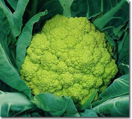 Broccoli is rich in nutrients; it can protect body out or attacking of diseases.
