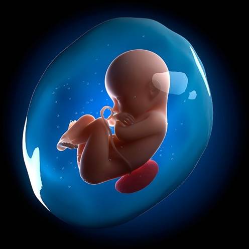 Babies that develop in mothers’ wombs are surrounded by amniotic fluid.