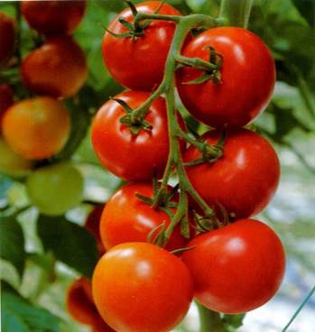 American researchers discovered that in comparison to male people that didn’t eat tomato, ones that ate tomato 2-4 times a week has less chance in having prostate cancer.