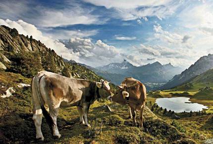 Description: Cows in Andeer Lai da Vons