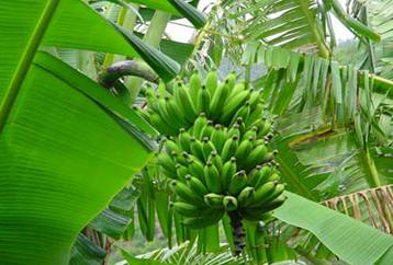 Description: Pip banana has many uses in curing diseases.