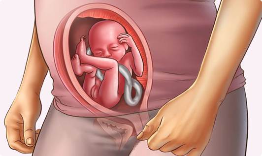 Description: normal fetus at 20th week of pregnancy