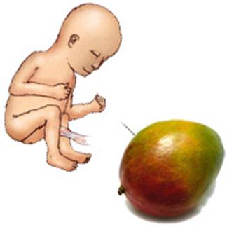 Description: Week 19, baby has the size of a mango