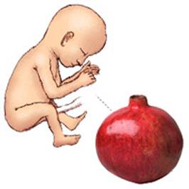 Description: At the 21st week, baby has the size of a pomegranate