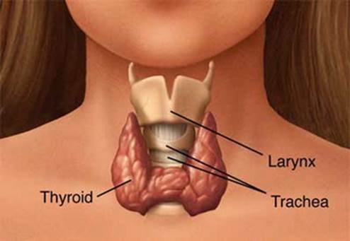 Disability of thyroid gland is one of the reasons that make skin become dry.