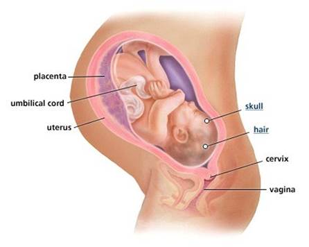When ovum is fertilized, placenta will be formed.