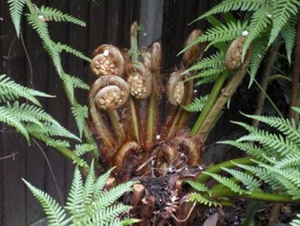 Description: the giant tree ferns