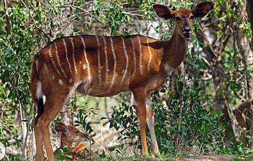 Description: Nyala (Tragelaphus angasi) standing over her baby at Mkhaya Game Reserve