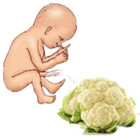 Description: The 25-week fetus is equal to cauliflower.