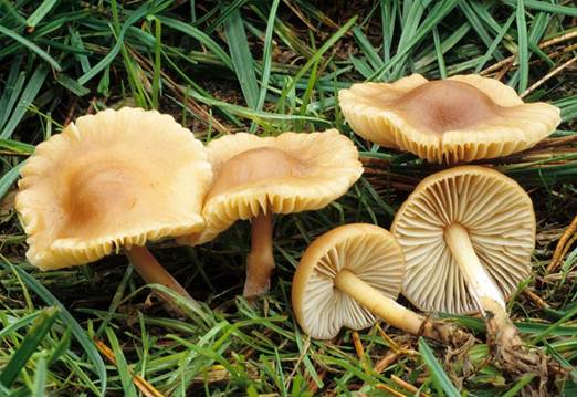 Description: Edible Mushrooms