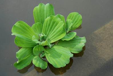 Description: Water-fern is used to treat allergies