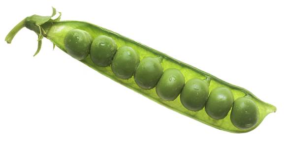 Peas also help reduce the level of sugar in blood.