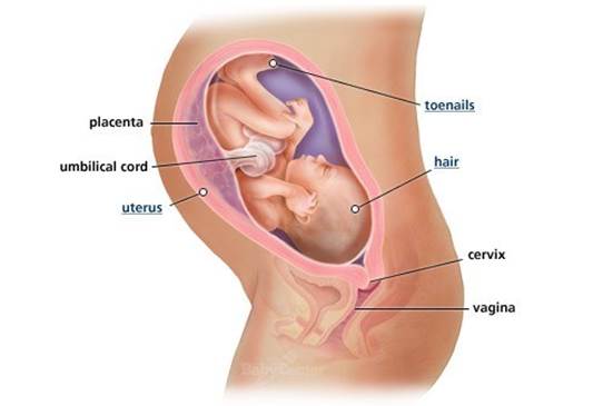 From the second quarter of pregnancy, fetus’s internal organs begin to operate.