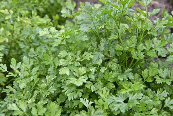 Parsley’s star attraction is its natural diuretic properties, which makes it great at banishing uncomfortable bloating and water retention. 