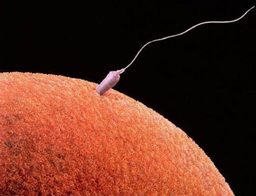 There’re over 300 million sperm taking part in the race of finding the egg but, there’s only 1 of them have chance to get combined to the egg in order to make a conception.