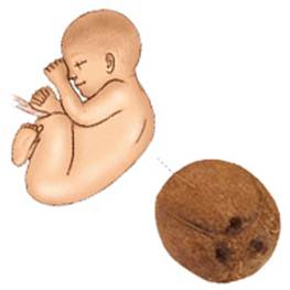 Description: The 35-week fetus is as big as a coconut.