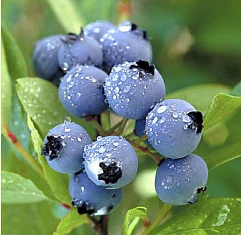 Description: Blueberry