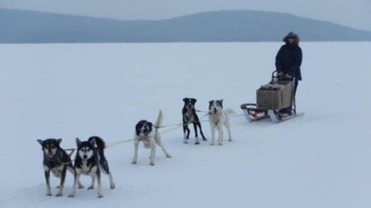 Dog sledding in arctic Sweden