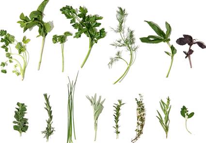 Herbs 