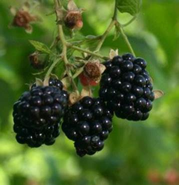 Black berry enhance elder’s awareness.