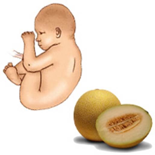 36-week fetus is equal to about a melon.