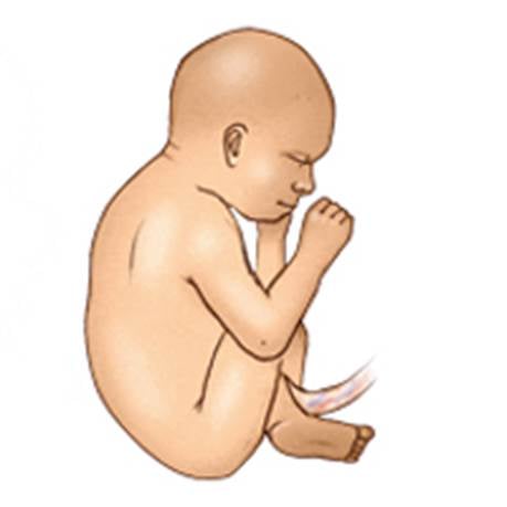 In the 33rd week, the baby weighs 1.8-2 kg