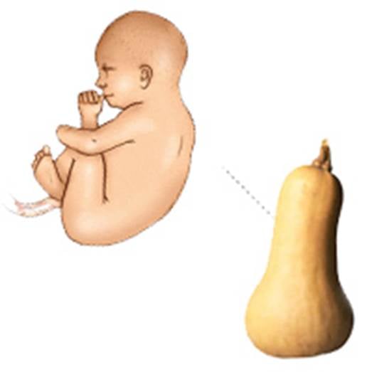 A 34-week fetus is equal to a long pumpkin.