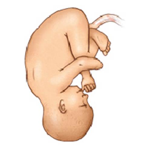 In the 34th week, babies face their heads downwards.